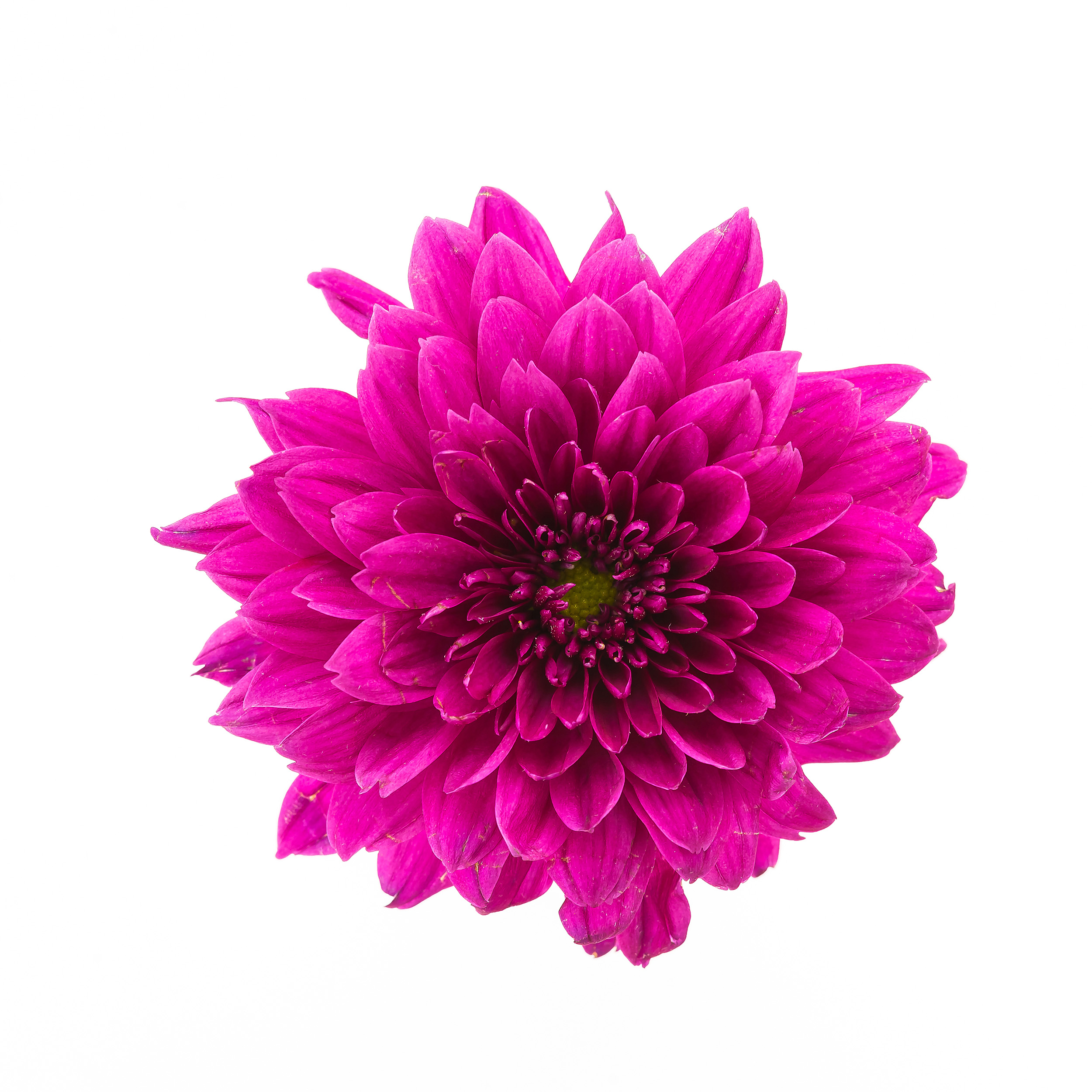 Purple flower isolated on white background